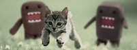 Domokitten